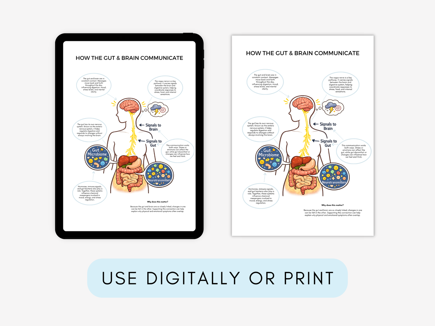 Gut–Brain Connection Worksheets