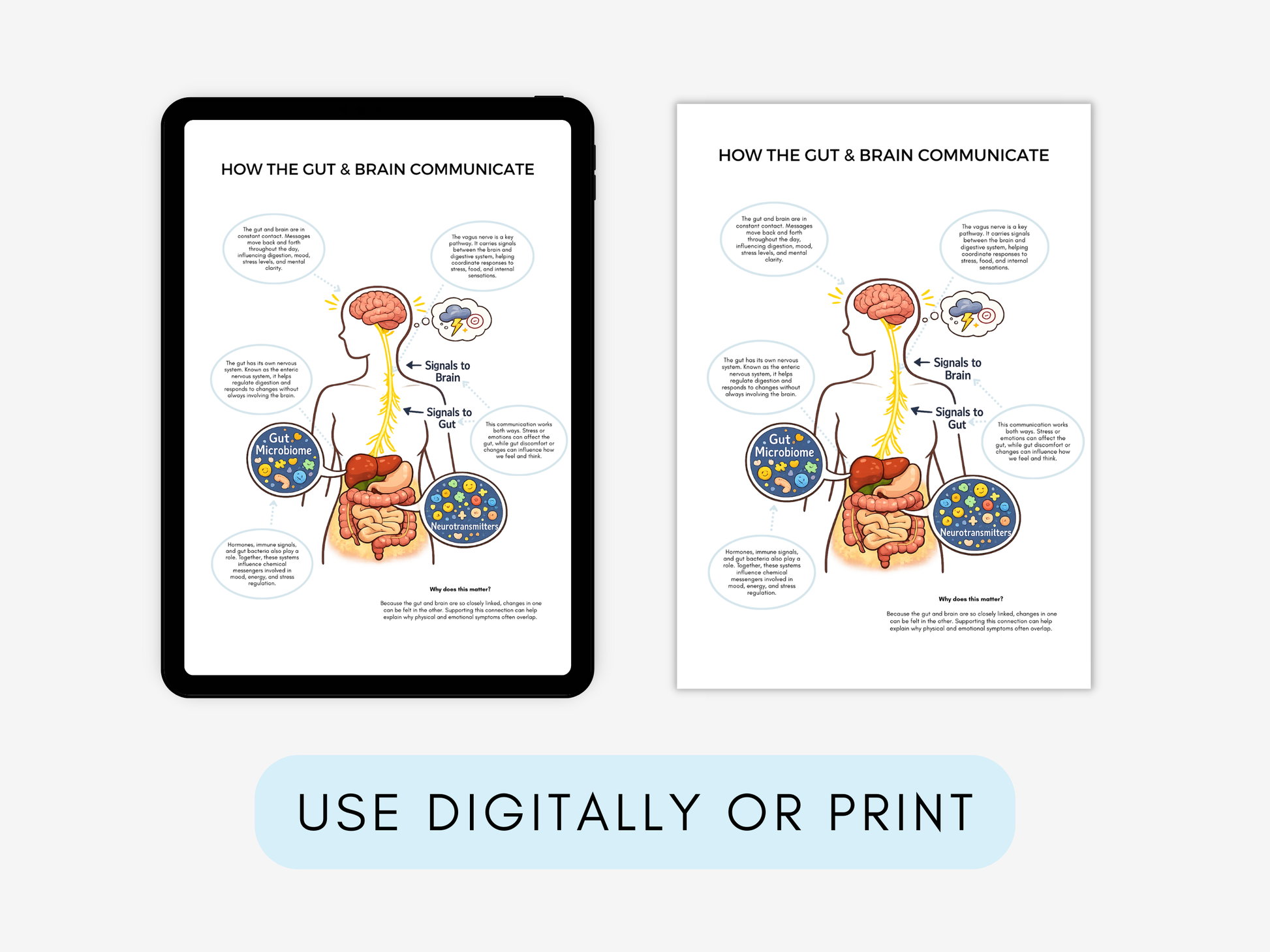 Gut–Brain Connection Worksheets