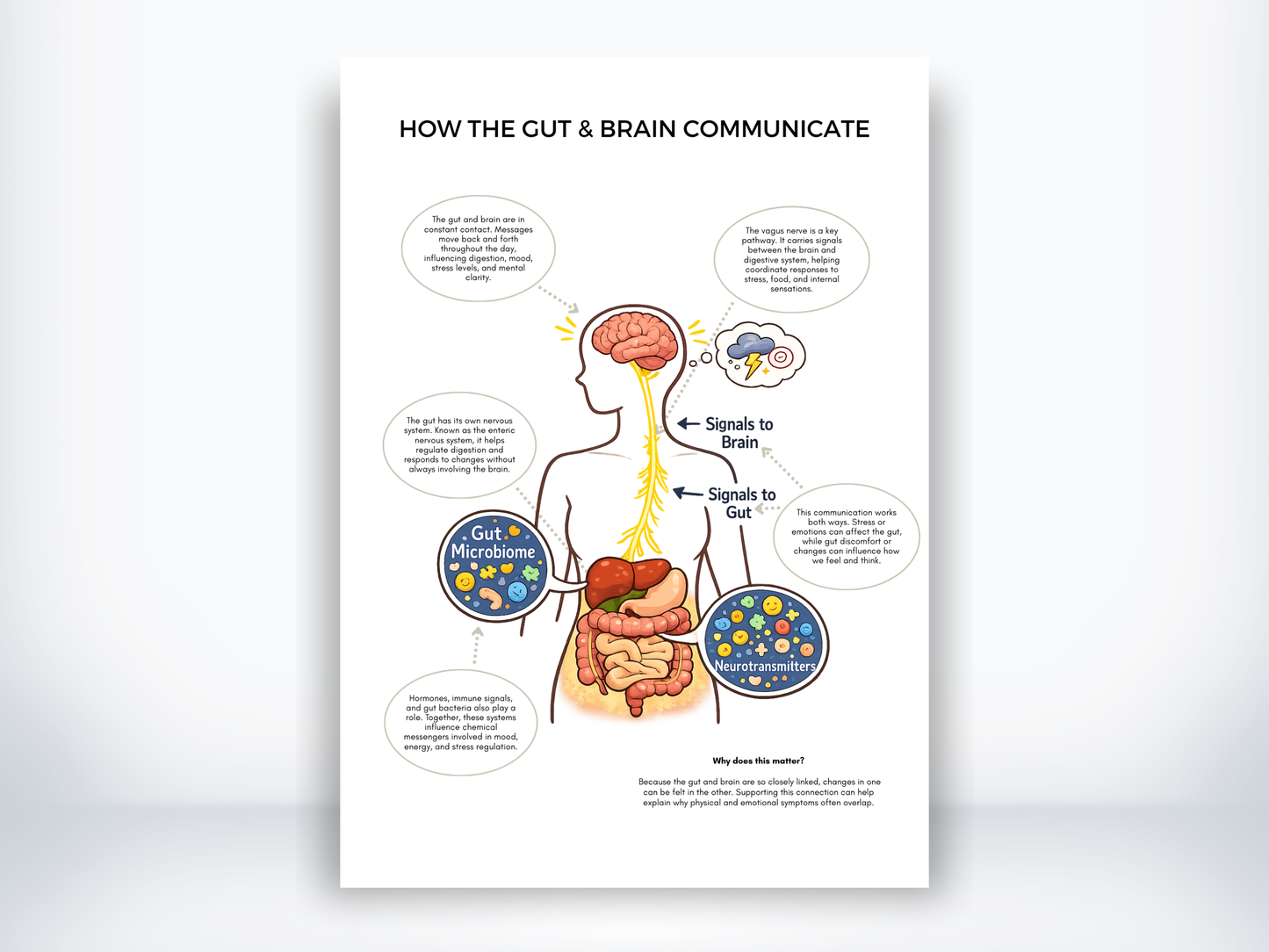 How The Gut And Brain Communicate PDF