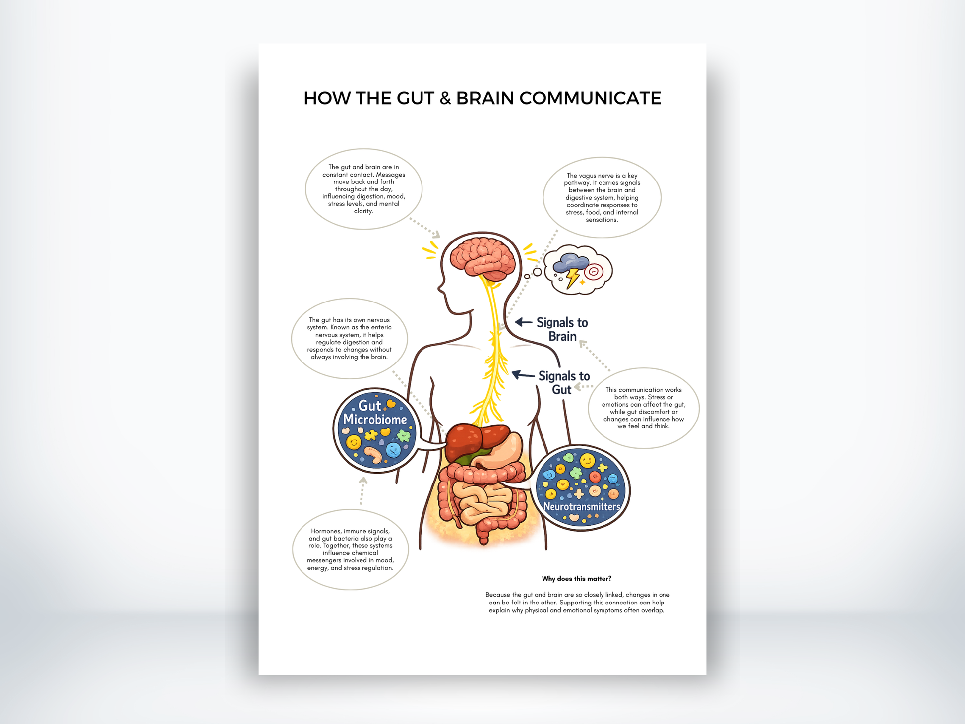 How The Gut And Brain Communicate PDF