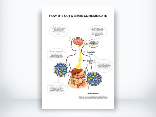 How The Gut And Brain Communicate PDF