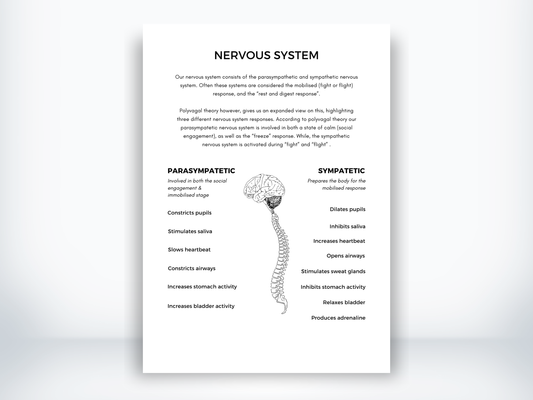 Nervous System Handout PDF