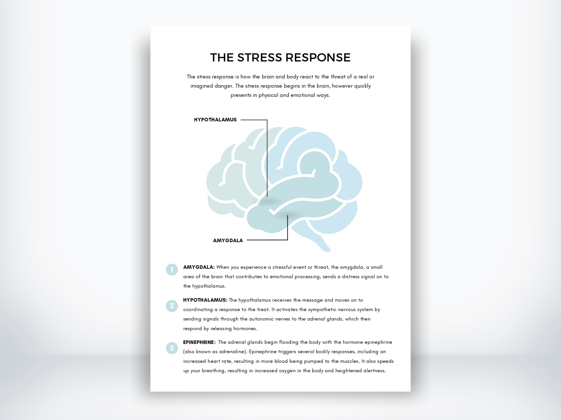 The Stress Response Handout PDF